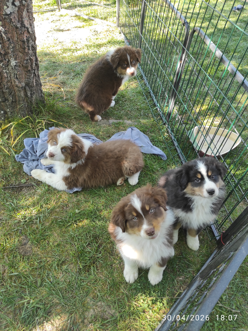 Chiot Berger Australien Des Chemins De Fontenelle