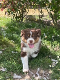 Des Chemins De Fontenelle - Chiots disponibles - Berger Australien