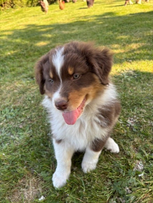BUDDY